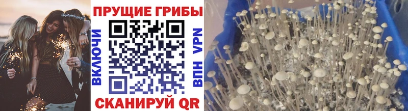 сколько стоит  Заозёрск  Галлюциногенные грибы Psilocybe 